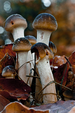 Paddenstoelen