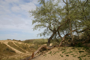 Westhoek