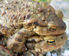 amplexus