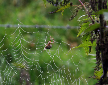 Spinneweb