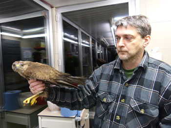 Gekwetste buizerd