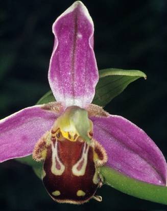 Bijenorchis