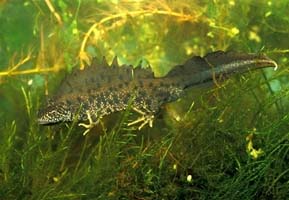 kamsalamander