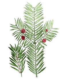 taxus