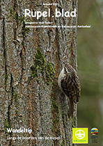 Rupelblad 1/2015